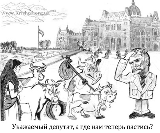 Преданные в Венгрии и их коровы