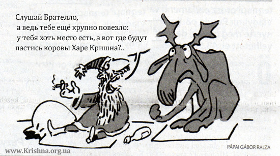 Коровы преданных в Венгрии