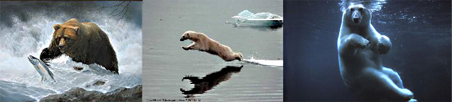 Теория эволюции и медведь