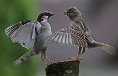 Смотреть и видеть — история с воробьями