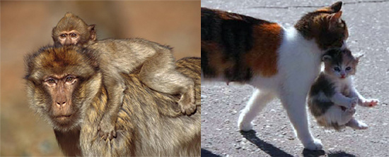 Способ обезьяны или кошки?