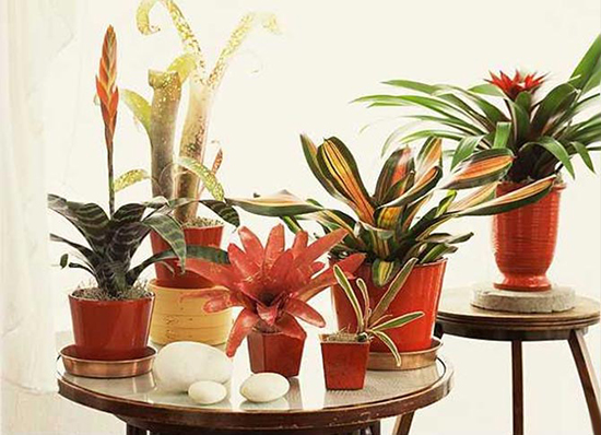 Император и наследник