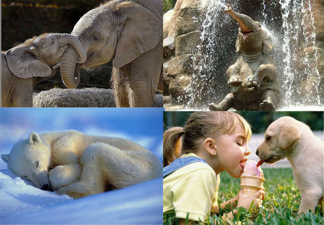 Животные наслаждаются жизнью лучше человека Животные наслаждаются жизнью лучше человека