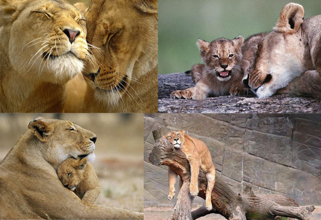 Животные чувствуют лучше человека Животные чувствуют лучше человека