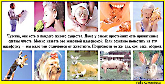 Чем отличается человек от животного Чем отличается человек от животного