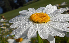 Шаяна (Падма) Экадаши июль 2025