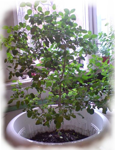 Деревцо Туласи