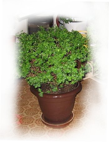 Деревцо Туласи