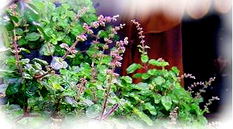 Туласи цветёт