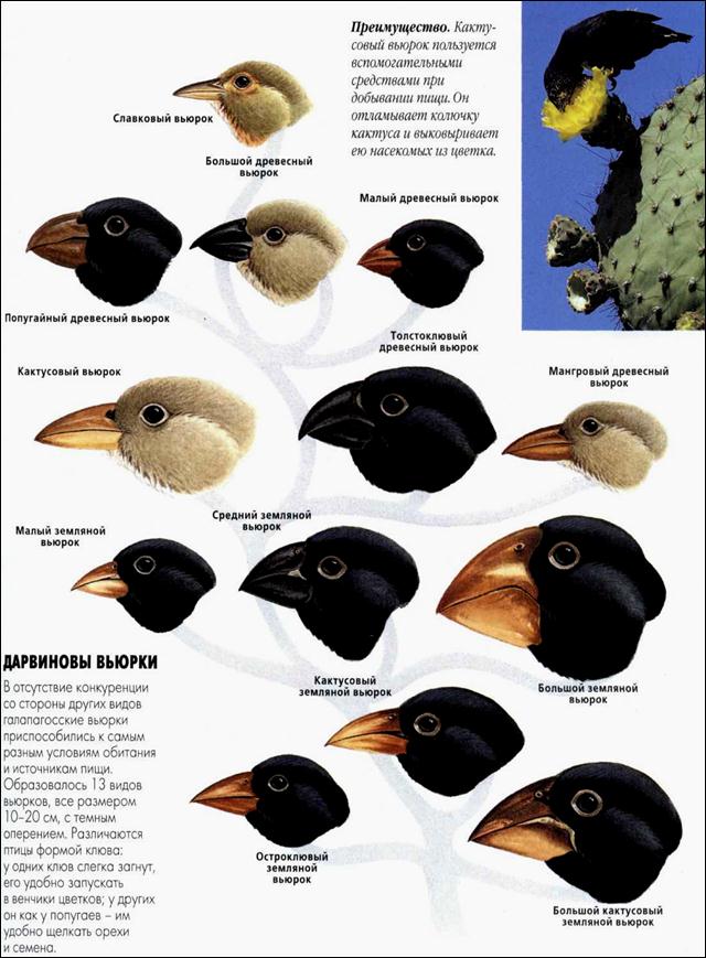 Эволюция и биология: вьюрки Дарвина
