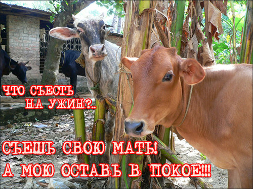 Цитаты знаменитых вегетарианцев Цитаты знаменитых вегетарианцев