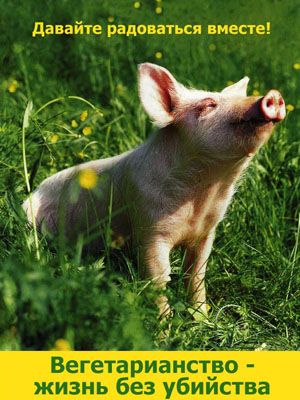 Цитаты знаменитых вегетарианцев Цитаты знаменитых вегетарианцев