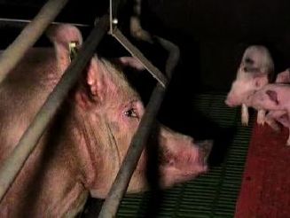 Производство мяса