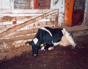 Производство мяса