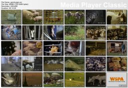 Лучший фильм о вегетарианстве