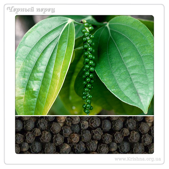 Черный перец