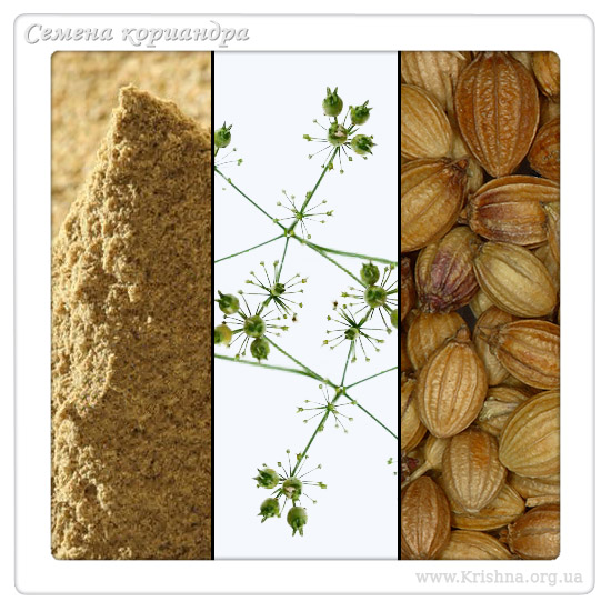 Семена кориандра