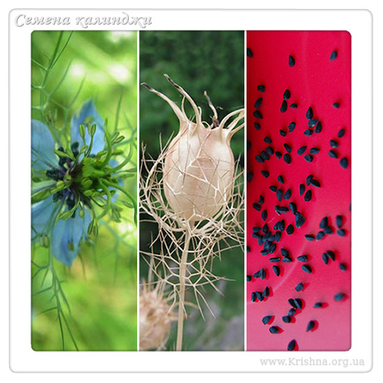 Калинджи, или Черный тмин 