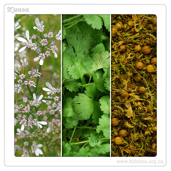 Кориандр (кинза)