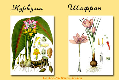 Куркума и Шафран