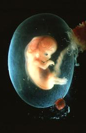 Ведическая реуепты &mdash; что такое яйца и икра