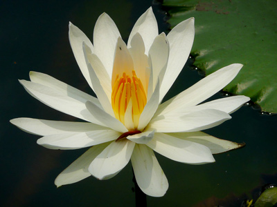 ����� - ������ ������ ����